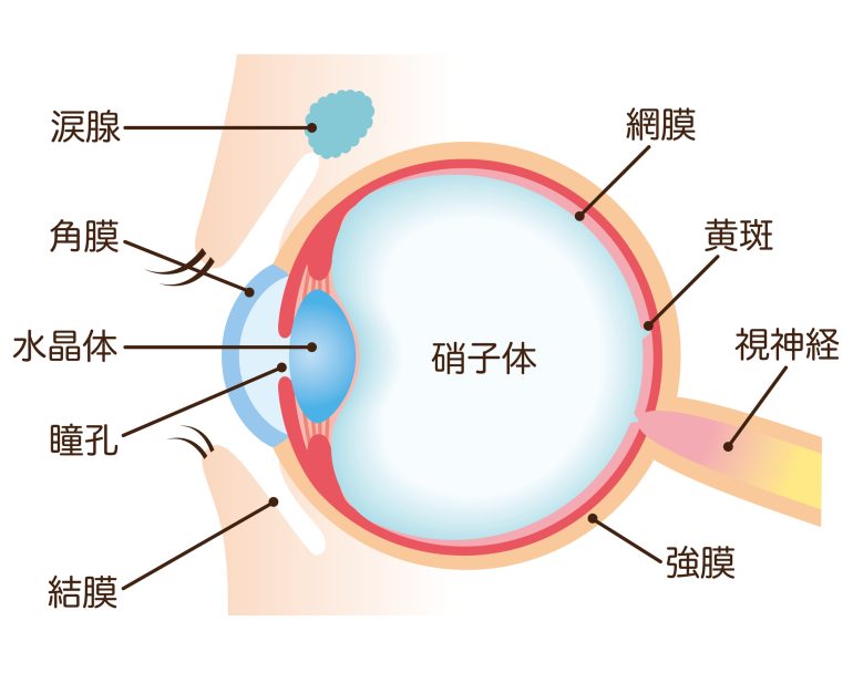 加齢黄斑変性症とは